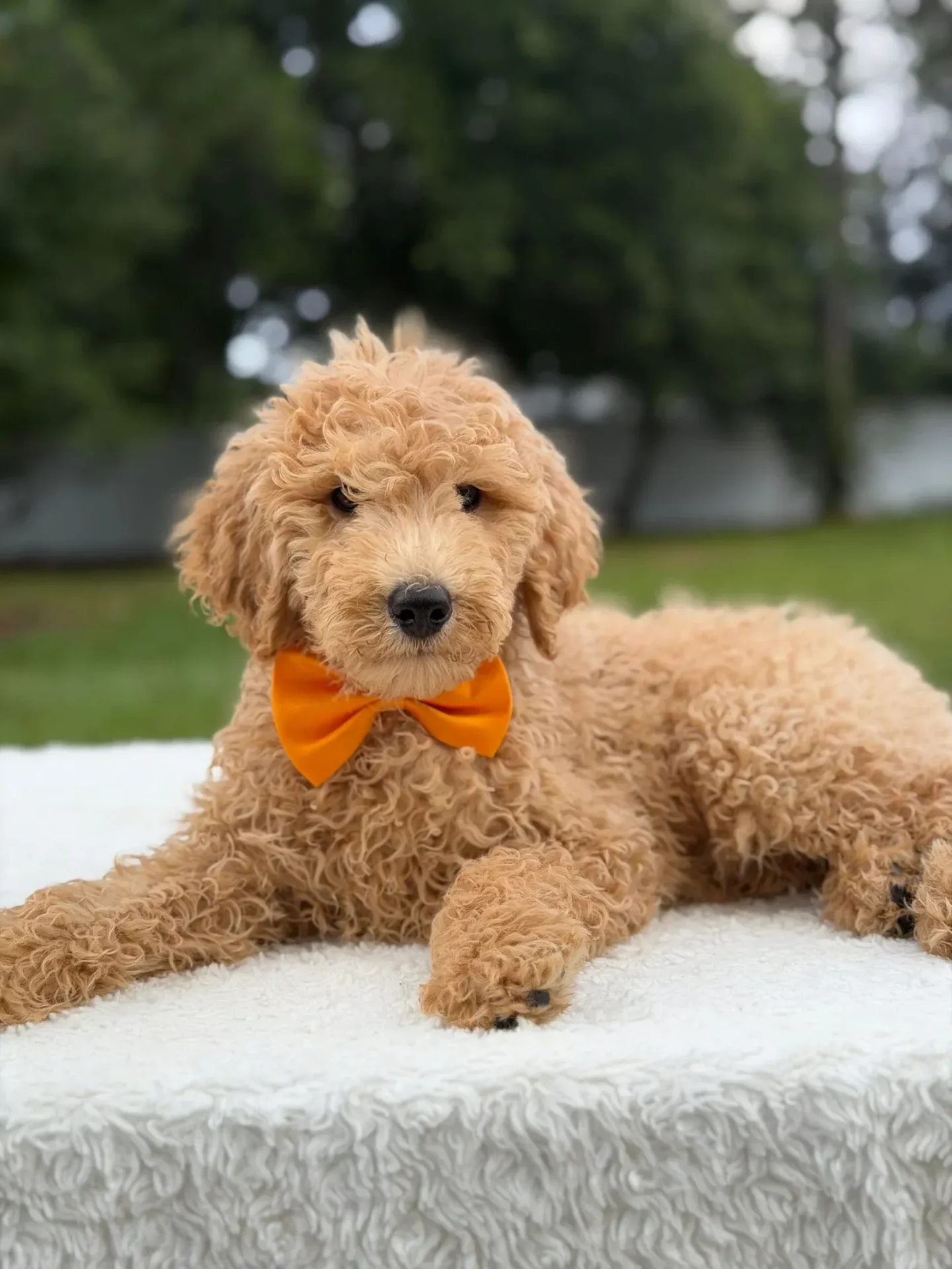 Ryder, F1B Medium Goldendoodle puppy