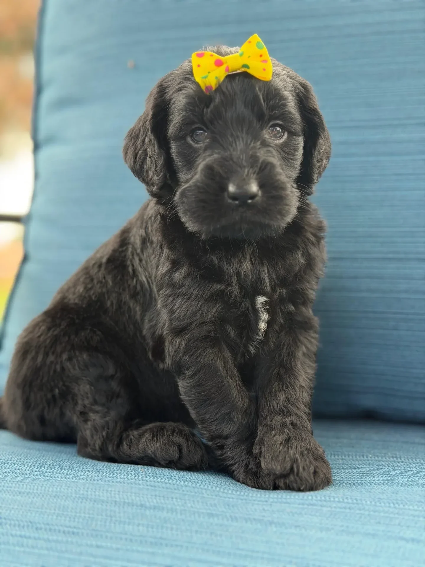 Diamond, F1 Standard Black Goldendoodle puppy