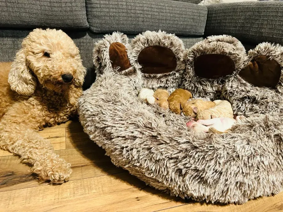 Litter of healthy Goldendoodle puppies
