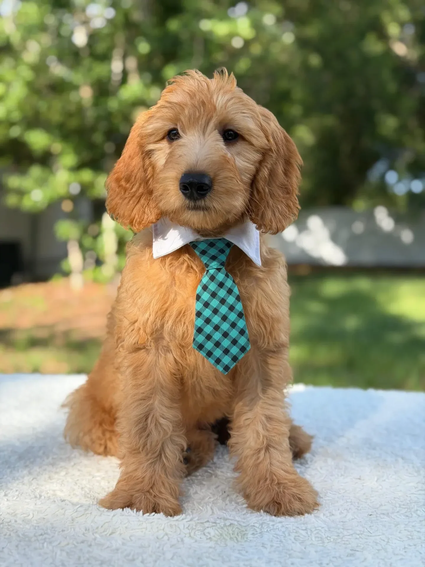 Apollo, F1 Mini Goldendoodle puppy